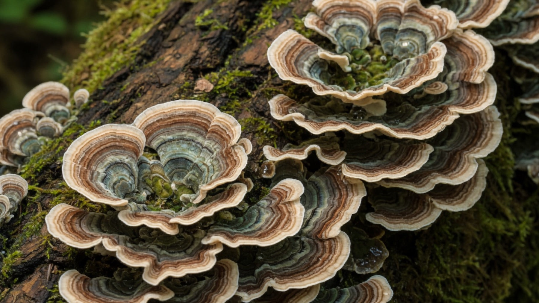 Coriolus